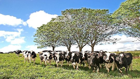 Avanço genético da raça Holandesa tem trazido ganhos para o produtor