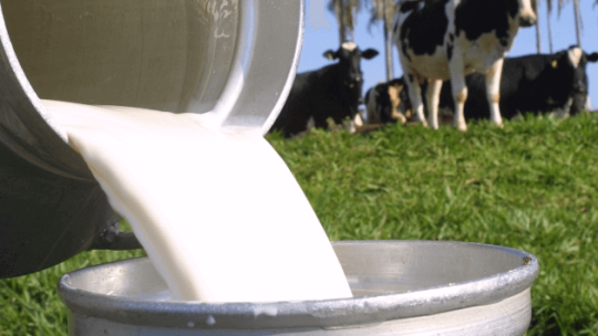 Vacas Recordistas Nacional - Produção de Leite Paraná/Brasil 2021